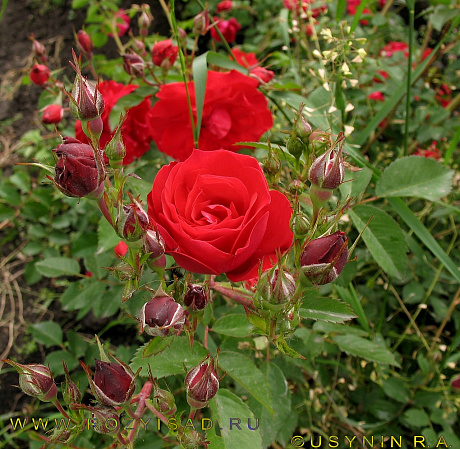 Роза канадская парковая Аделаида Худлес фото Роза канадская парковая Аделаида Худлес 