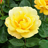 Роза флорибунда Артур Белл фото 1 
