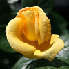 Роза флорибунда Артур Белл фото 2 