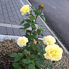 Роза флорибунда Артур Белл фото 3 