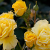 Роза флорибунда Фрезия фото 1 