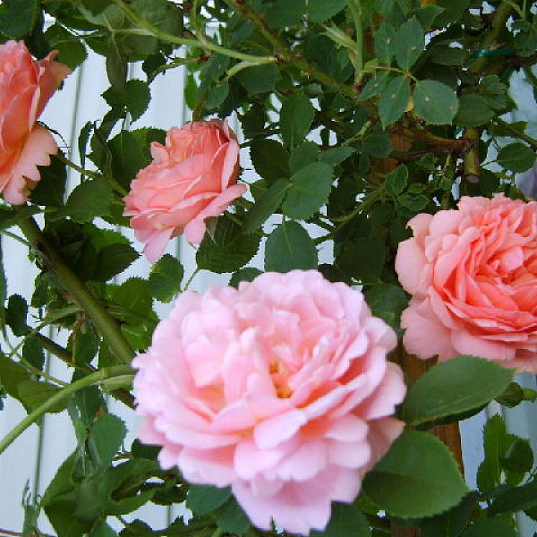Роза плетистая Франсуа Юренвиль фото 2 