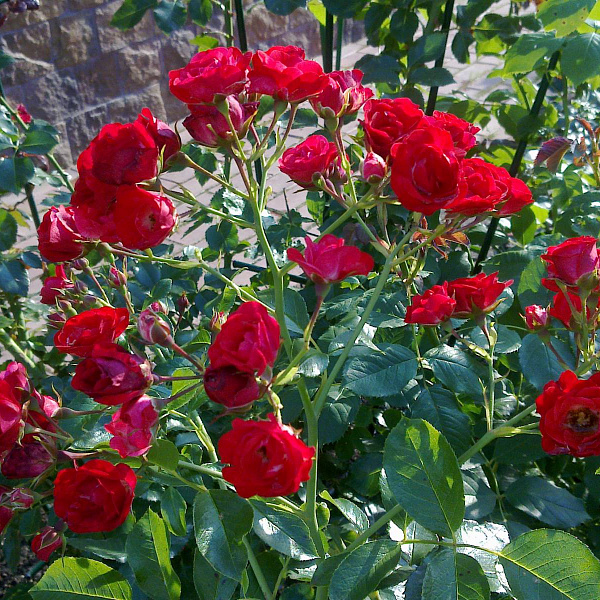 Роза почвопокровная Скарлет Мейяндекор фото 1 