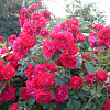 Роза канадская парковая Аделаида Худлес фото 2 